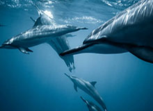 开云线上入口-当选周最佳球员！从替补到全明星！杰伦杜伦：底特律的沉默巨人